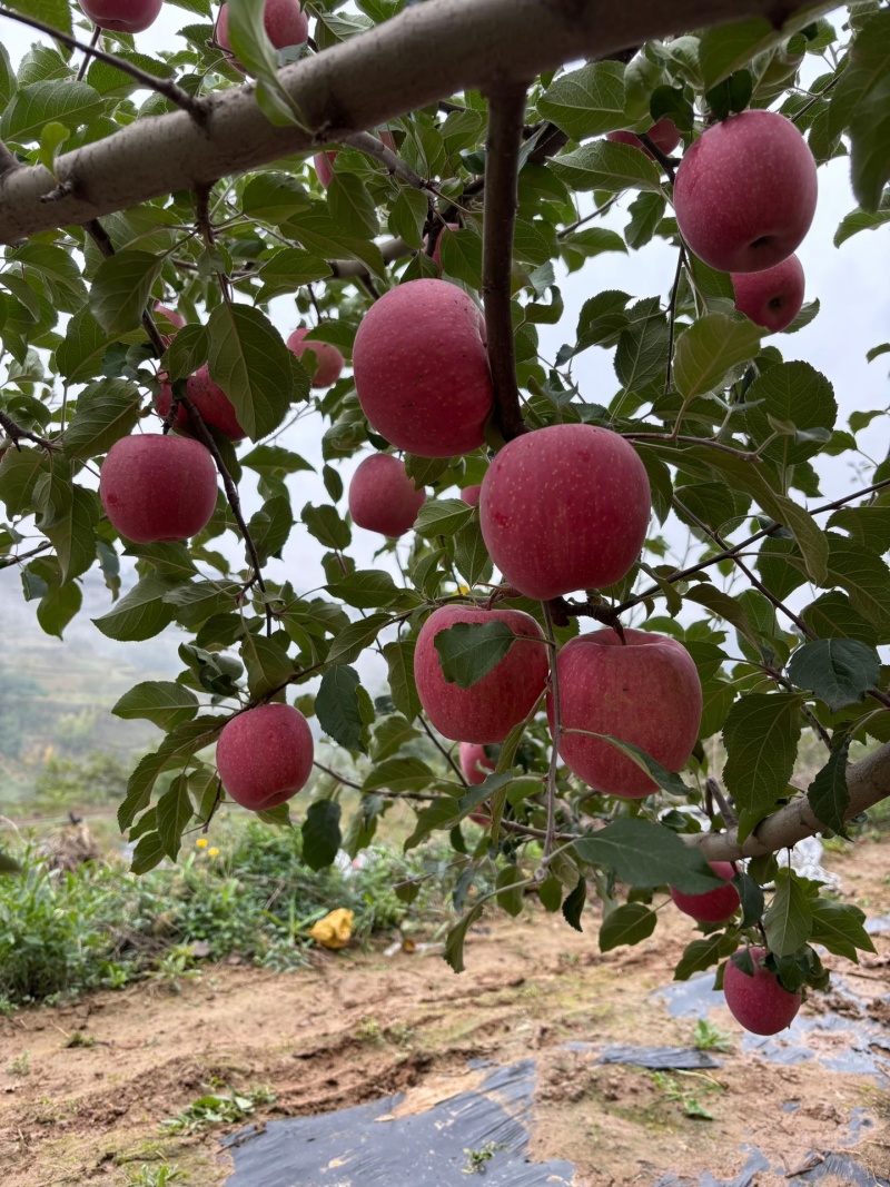 甘肃静宁红富士，脆甜多汁，可口可脆，精品红富士成熟了，
