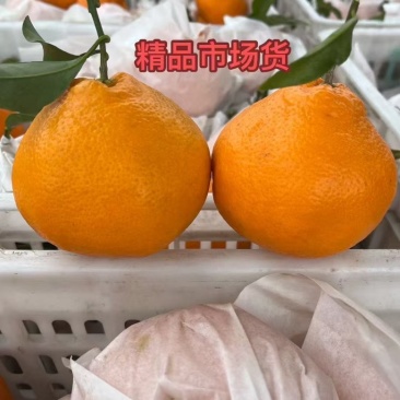 粑粑柑