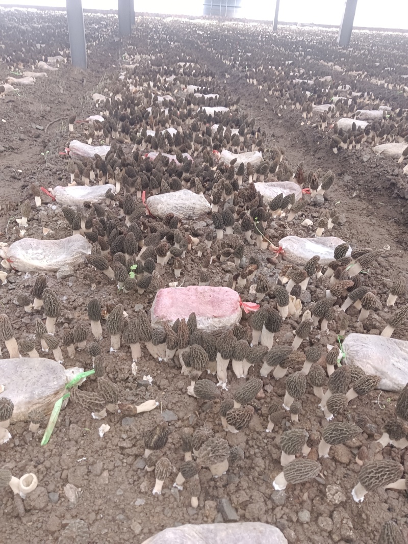大金星切片大量供应