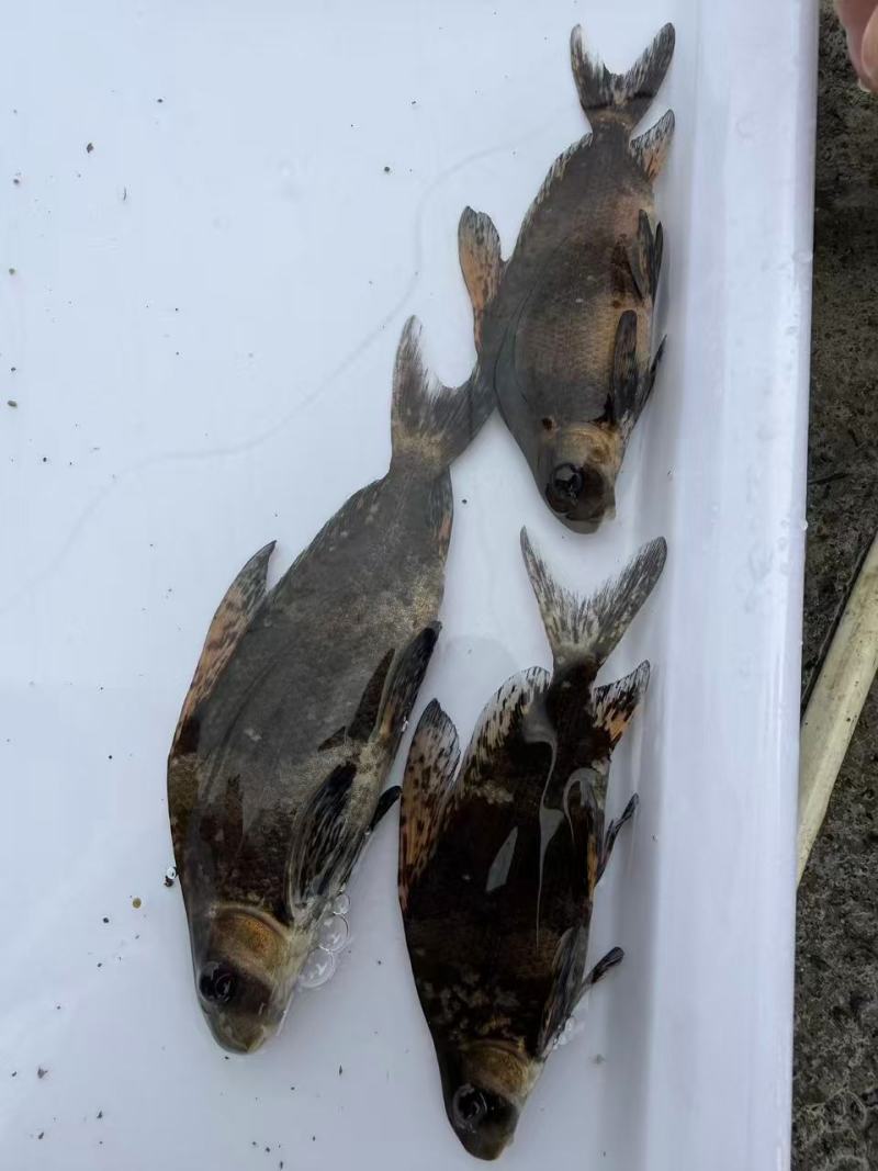 胭脂鱼苗存活率高耐运输大量供应可视频看货基地直发