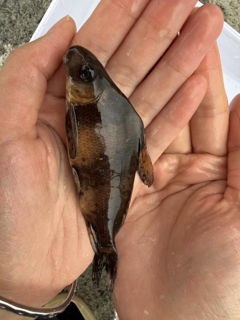 胭脂鱼苗存活率高耐运输大量供应可视频看货基地直发
