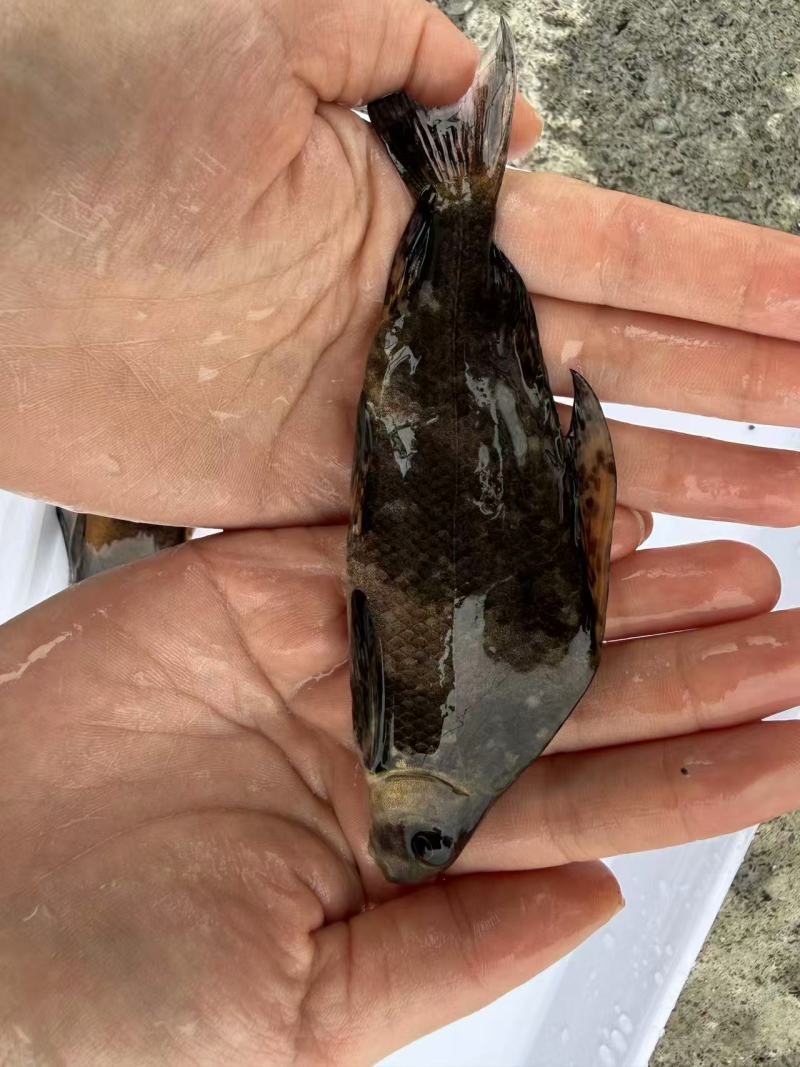 胭脂鱼苗存活率高耐运输大量供应可视频看货基地直发