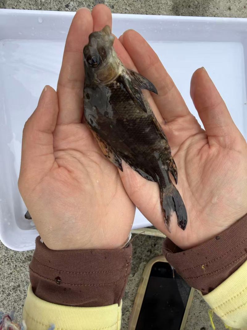 胭脂鱼苗存活率高耐运输大量供应可视频看货基地直发