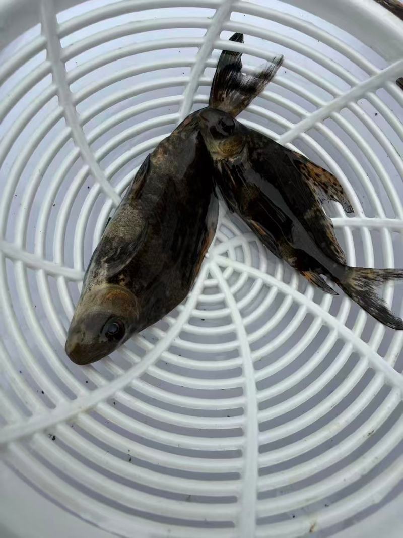 胭脂鱼苗存活率高耐运输大量供应可视频看货基地直发