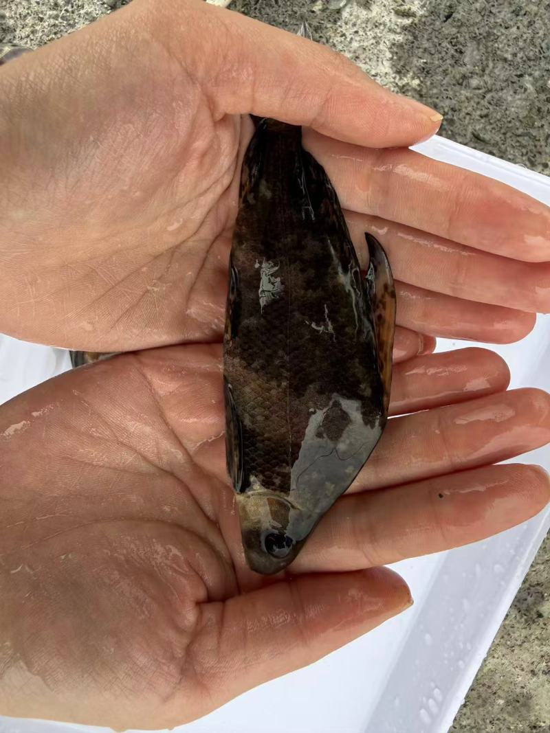 胭脂鱼苗存活率高耐运输大量供应可视频看货基地直发