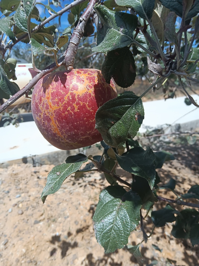 丑苹果接一件代发