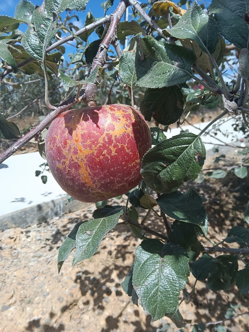 丑苹果接一件代发