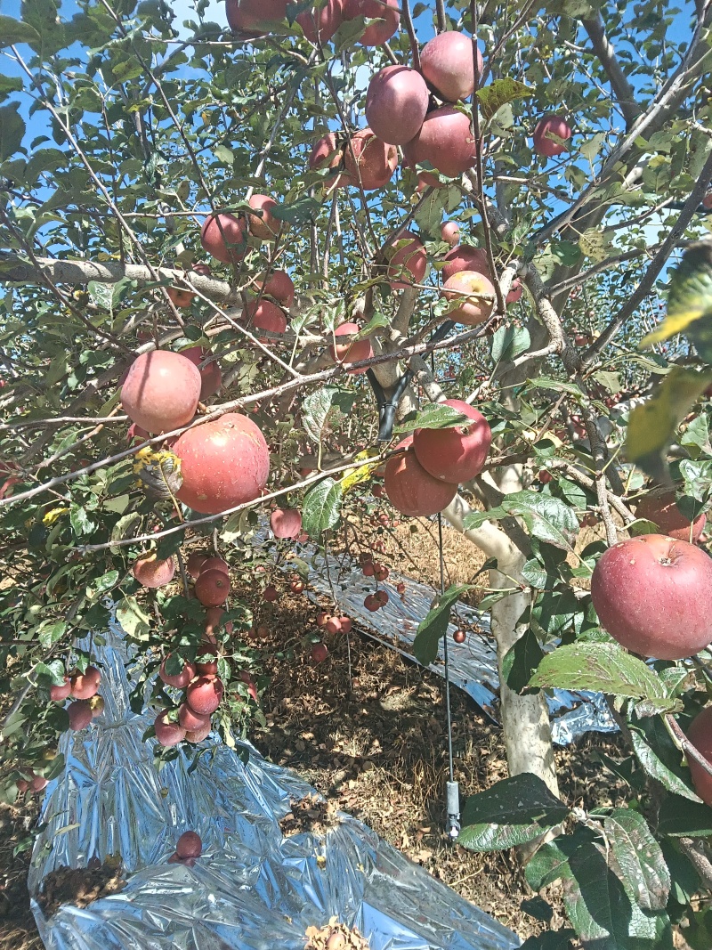 丑苹果接一件代发