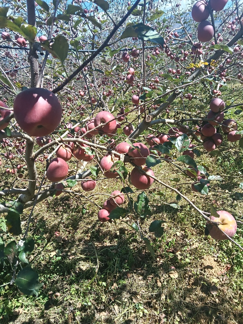 丑苹果接一件代发