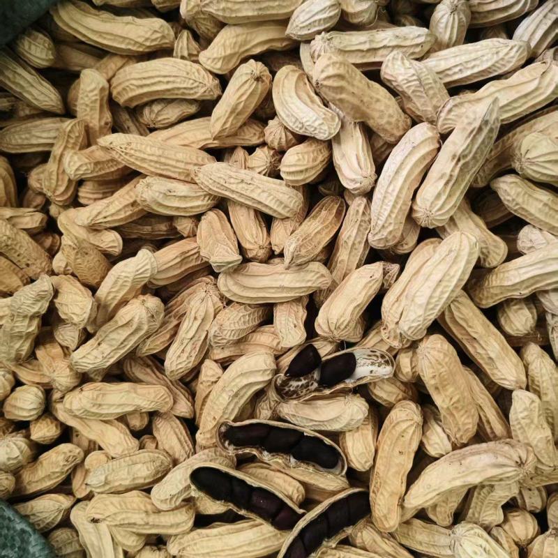 黑花生产地直发人工挑选精品货颗粒饱满品质保障
