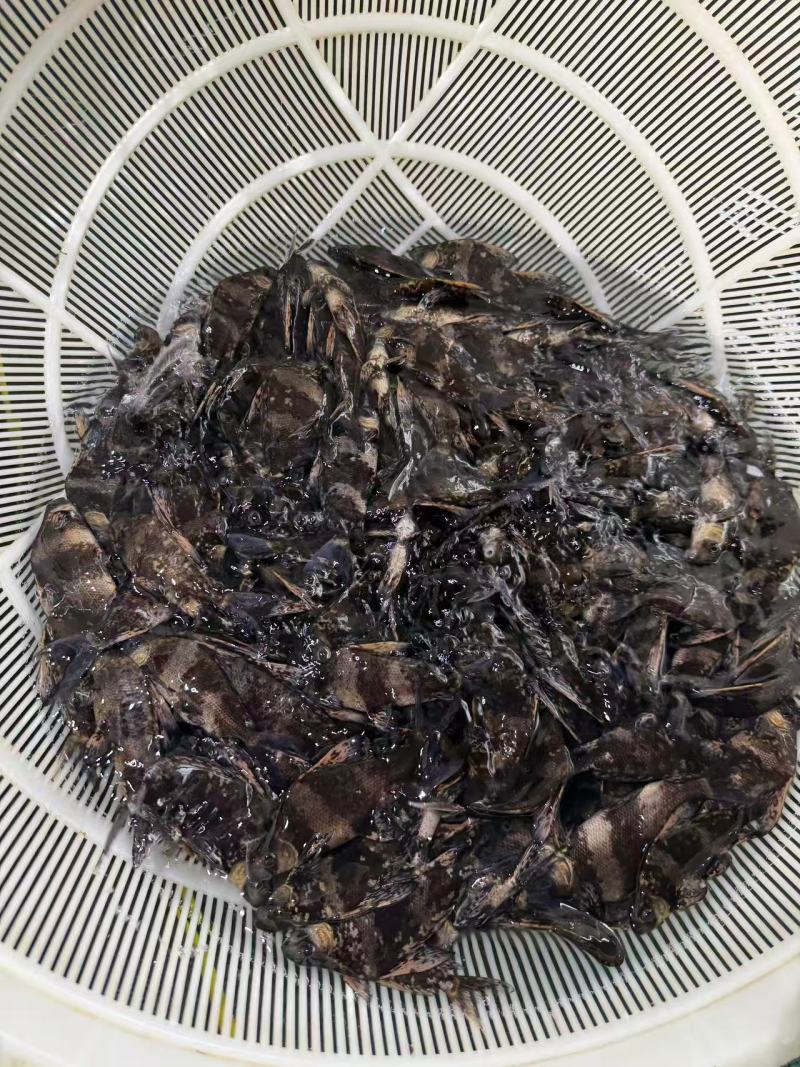 胭脂鱼苗存活率高耐运输大量供应可视频看货基地直发
