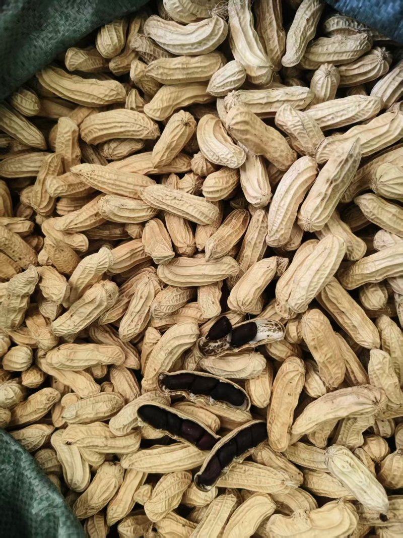 黑花生产地直发人工挑选精品货颗粒饱满品质保障