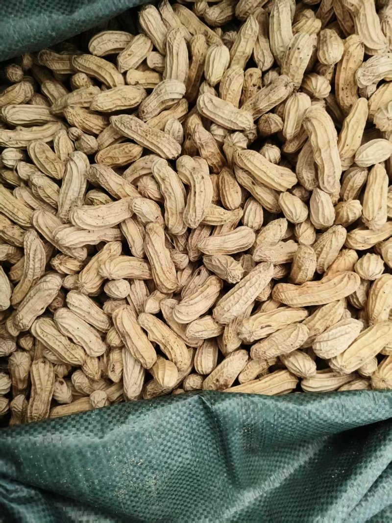 黑花生产地直发人工挑选精品货颗粒饱满品质保障
