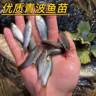 优质清波鱼苗存活率高耐运输大量供应可视频看货欢迎来