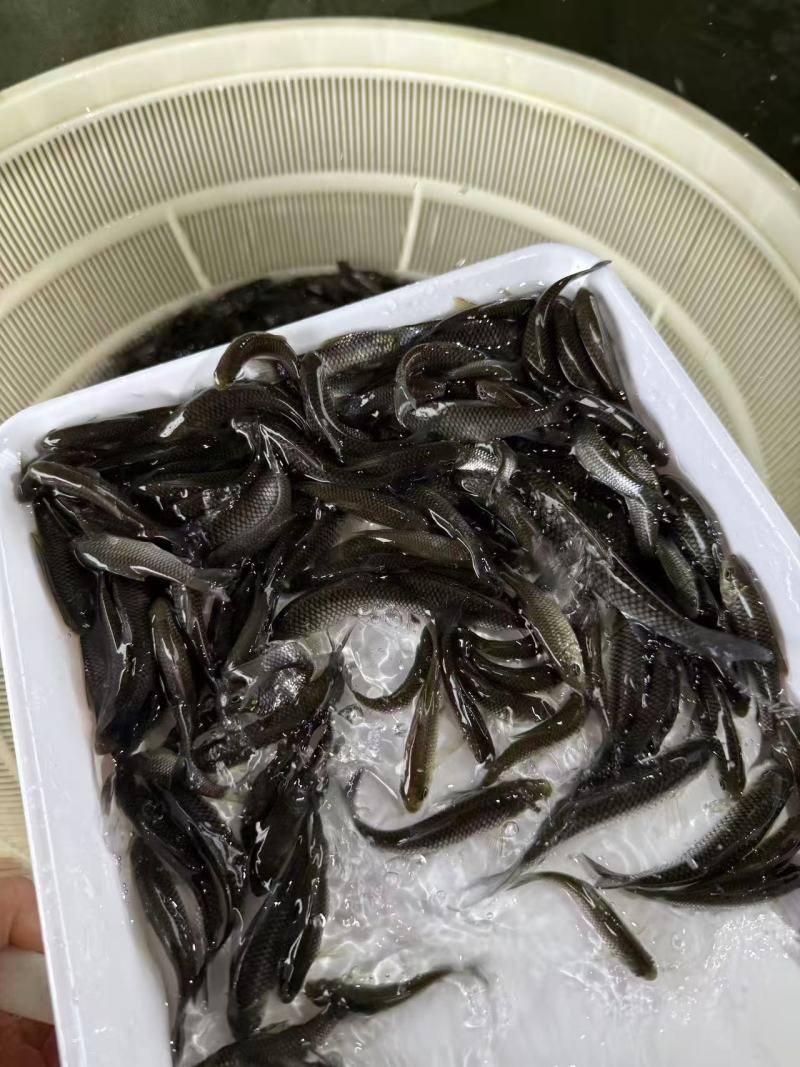 优质清波鱼苗存活率高耐运输大量供应可视频看货欢迎来