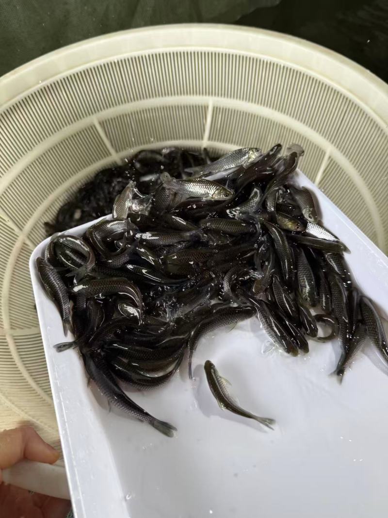 优质清波鱼苗存活率高耐运输大量供应可视频看货欢迎来