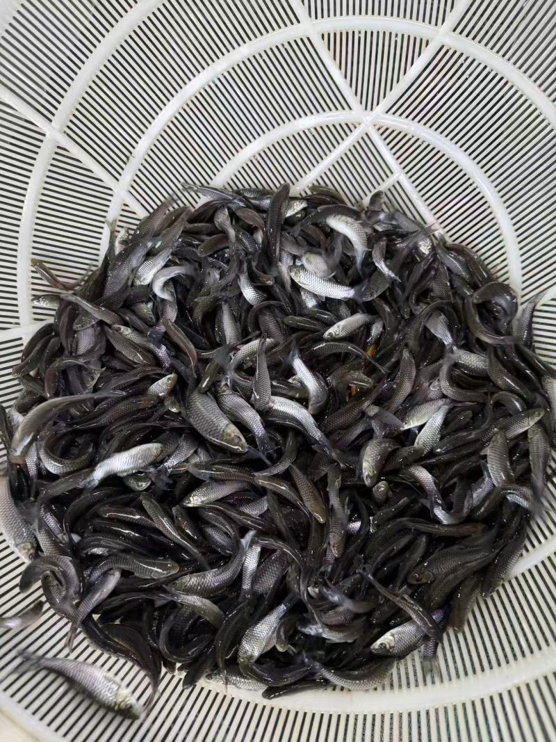优质清波鱼苗存活率高耐运输大量供应可视频看货欢迎来