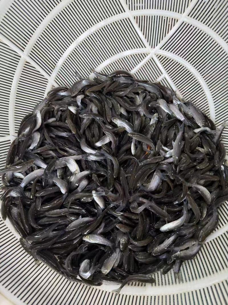 优质清波鱼苗存活率高耐运输大量供应可视频看货欢迎来