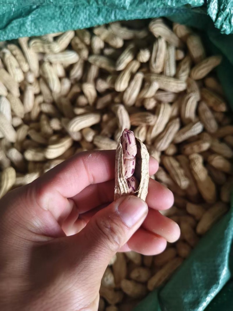 七彩花生云南七彩花生产地直发品质保障对接全国等
