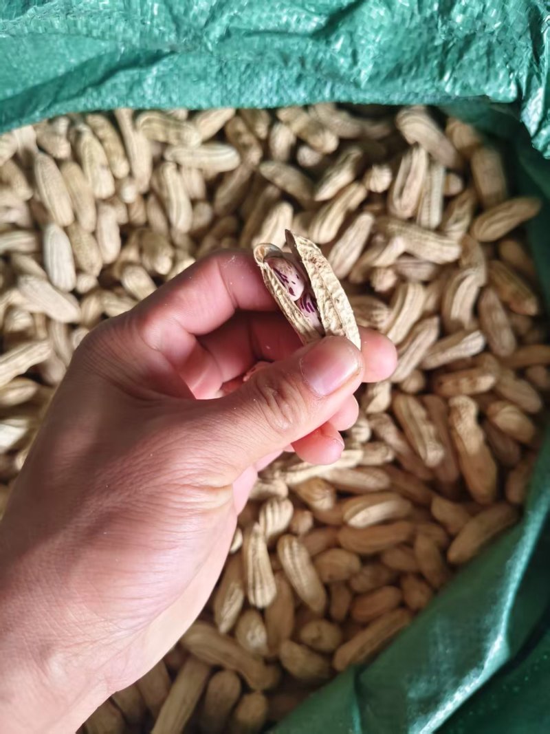 七彩花生云南七彩花生产地直发品质保障对接全国等