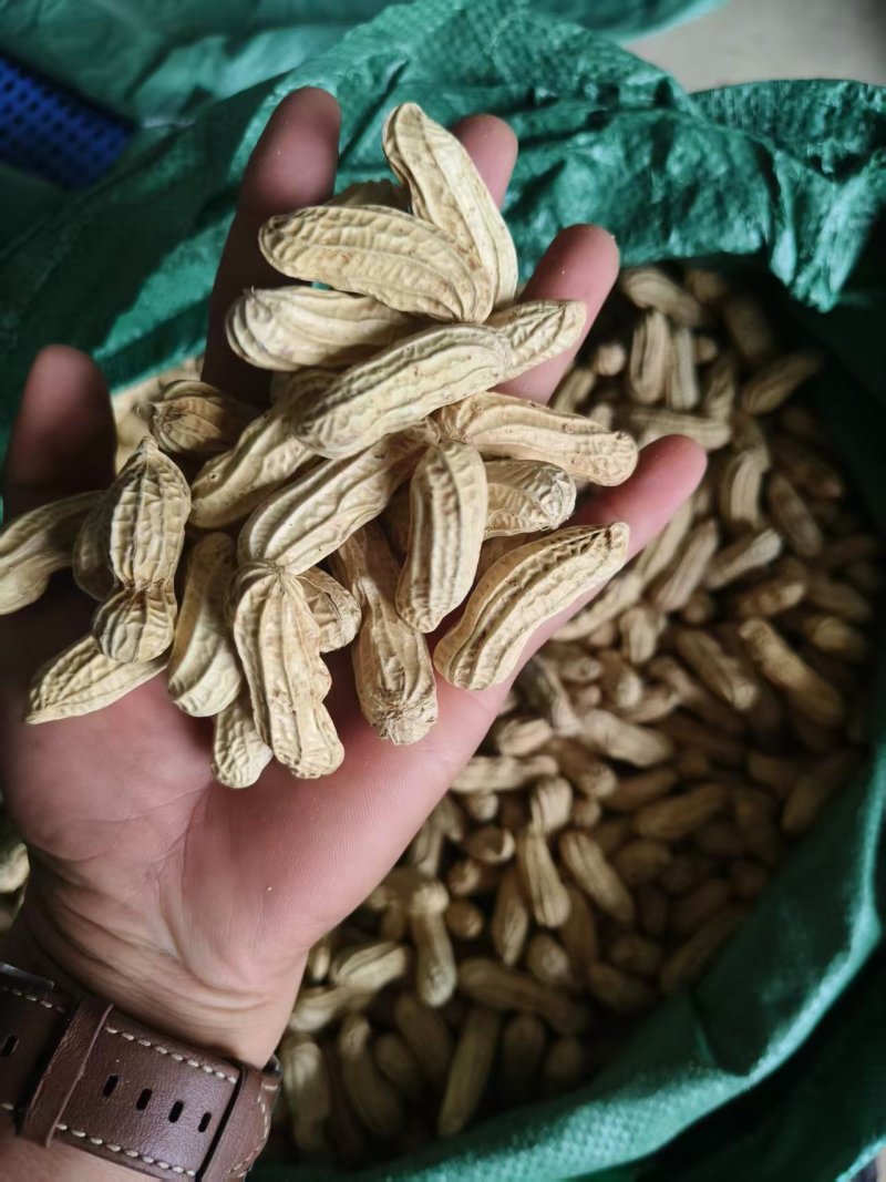 七彩花生云南七彩花生产地直发品质保障对接全国等