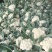 湖北天门菜花精品松花菜产地一手货源量大从优联系