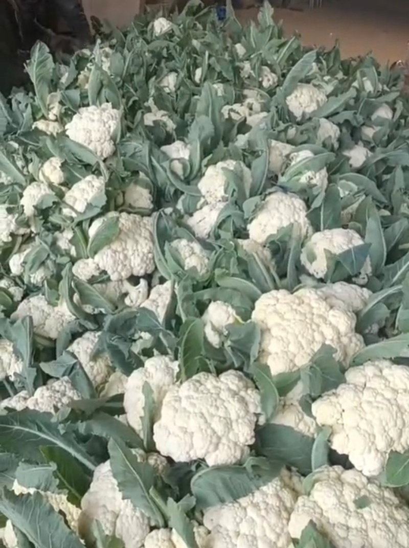 湖北天门菜花精品松花菜产地一手货源量大从优联系