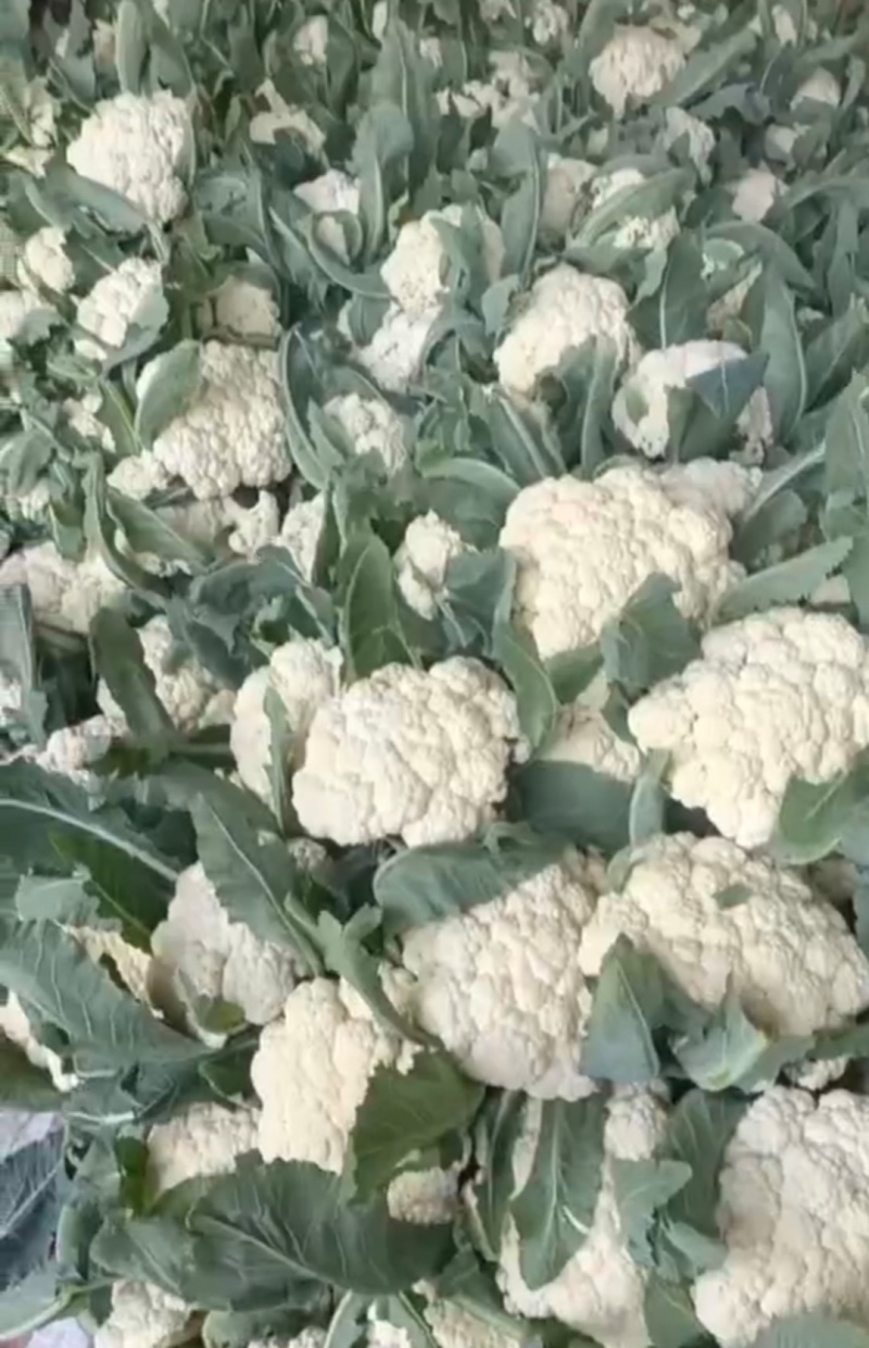 湖北天门菜花精品松花菜产地一手货源量大从优联系