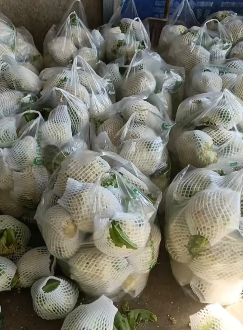湖北天门菜花精品松花菜产地一手货源量大从优联系