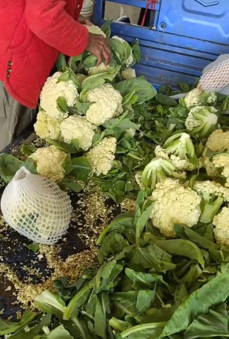 湖北天门菜花精品松花菜产地一手货源量大从优联系