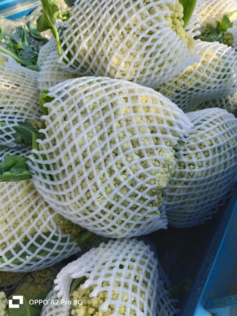 湖北天门菜花精品松花菜产地一手货源量大从优联系