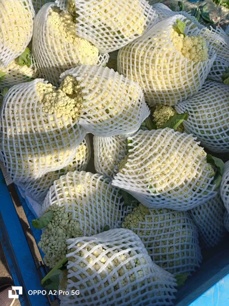 湖北天门菜花精品松花菜产地一手货源量大从优联系