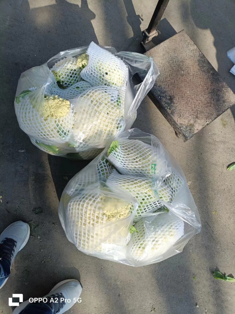 湖北天门菜花精品松花菜产地一手货源量大从优联系
