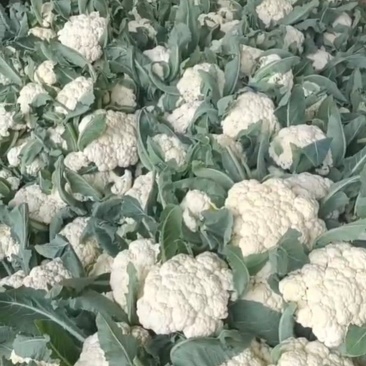 湖北天门菜花精品松花菜产地一手货源量大从优联系