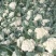 湖北天门菜花精品松花菜产地一手货源量大从优联系