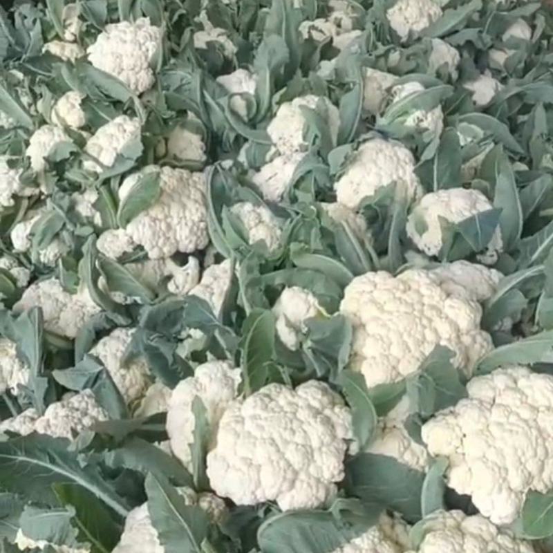 湖北天门菜花精品松花菜产地一手货源量大从优联系