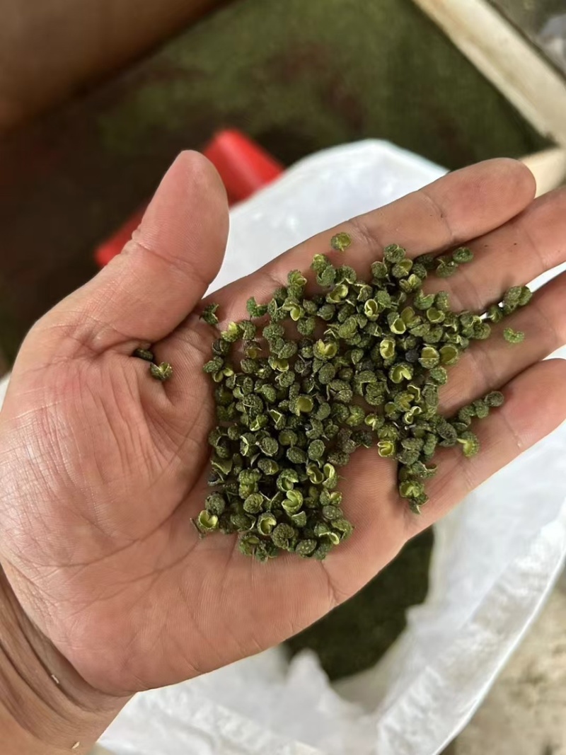 花椒精品青花椒新鲜采摘烘烤而成口感麻香欢迎咨询
