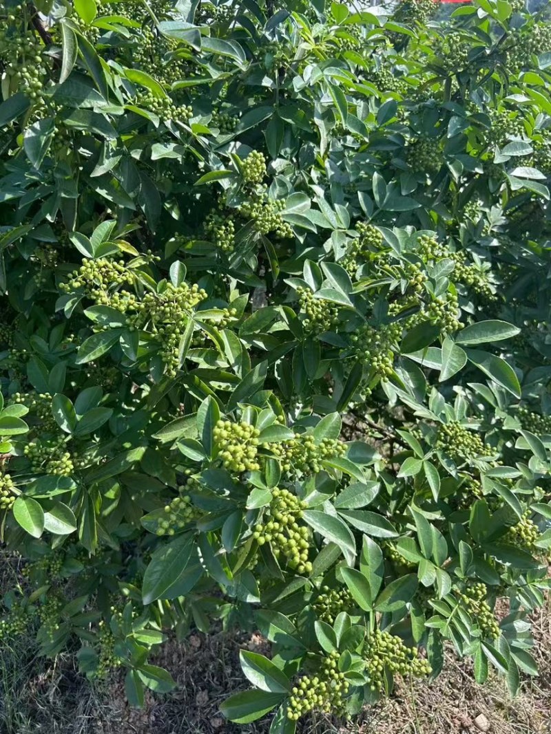花椒精品青花椒新鲜采摘烘烤而成口感麻香欢迎咨询