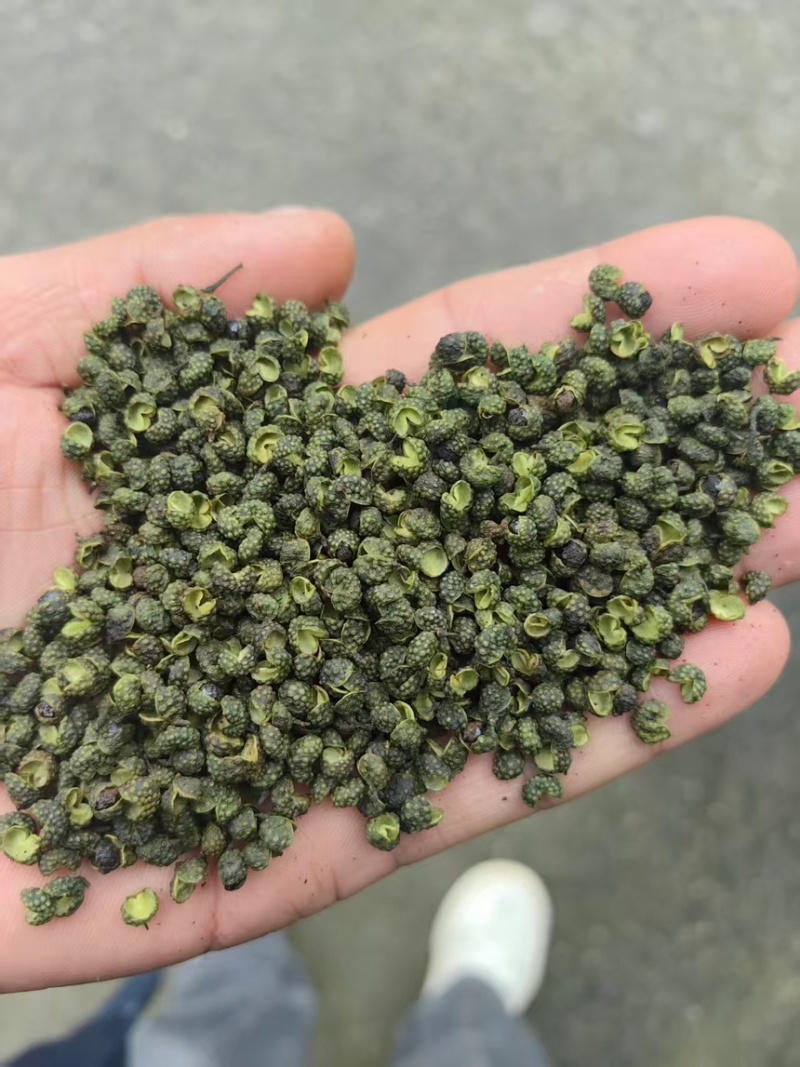 花椒精品青花椒新鲜采摘烘烤而成口感麻香欢迎咨询