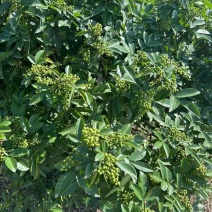 花椒干青花椒支持一件代发电商商超产地直供欢迎咨询