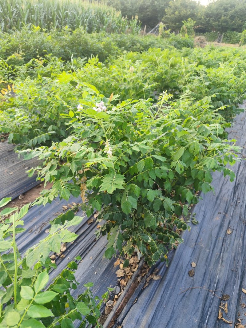 紫藤盆景桩