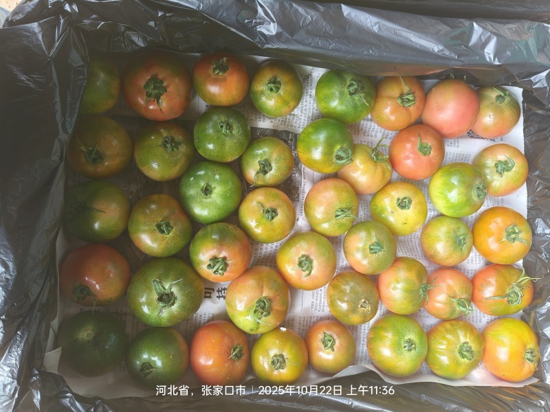 草莓西红柿