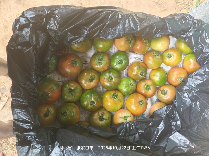 草莓西红柿