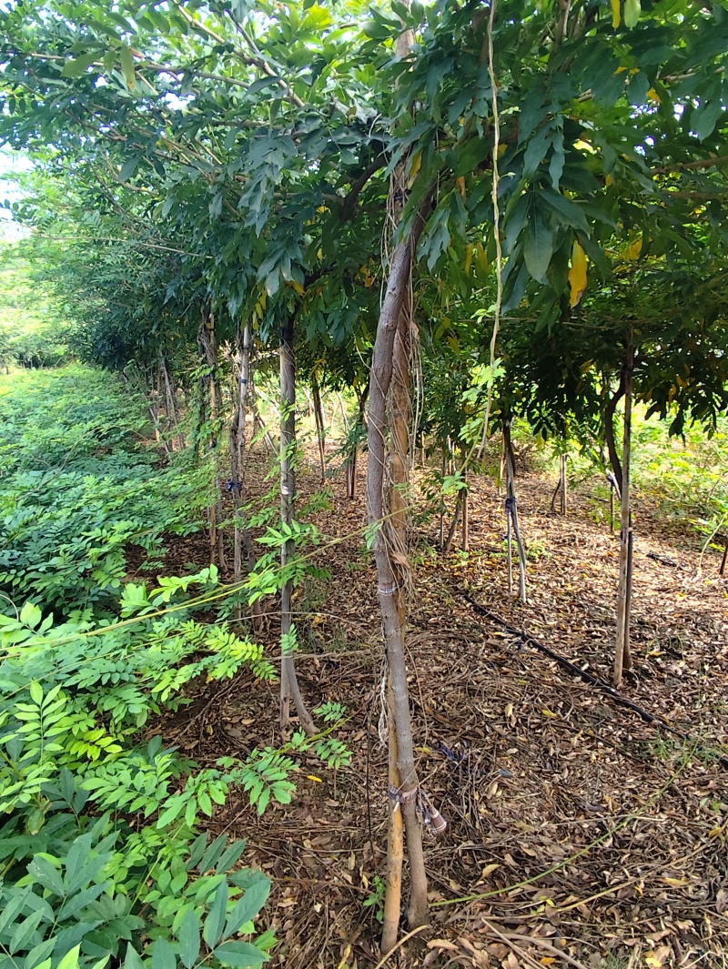 树状品种紫藤