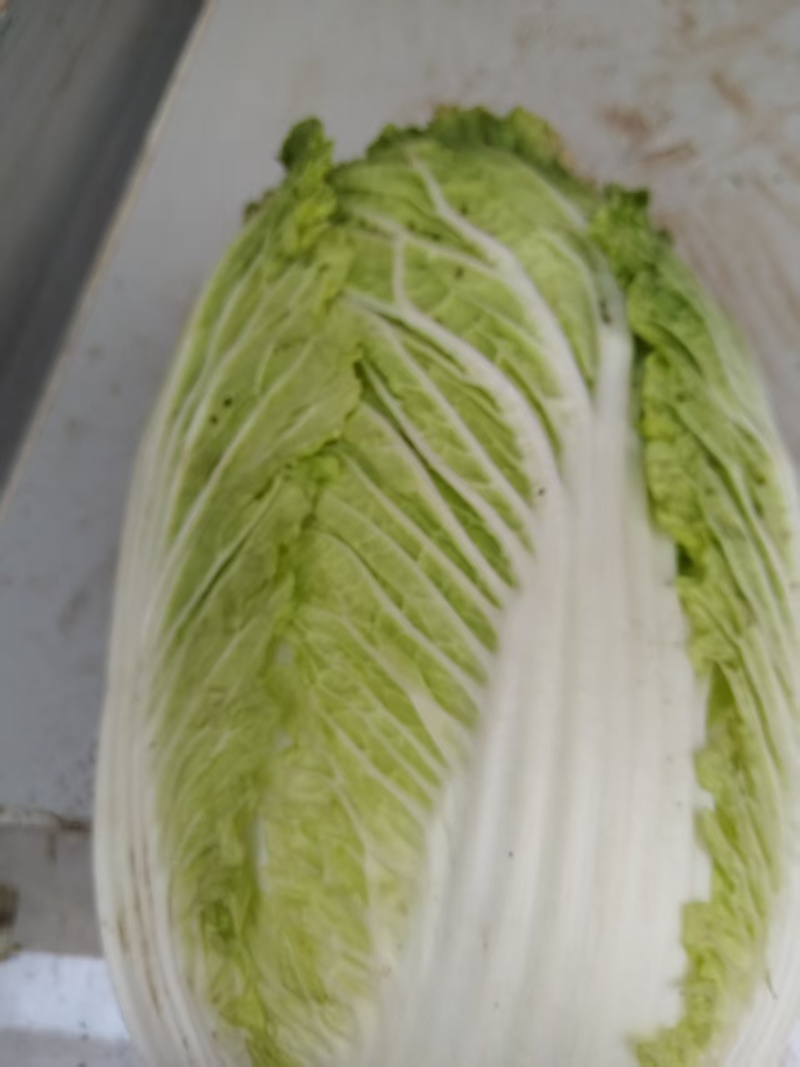 兰州红古冬储蔬菜大白菜娃娃菜大量有货，产地直供