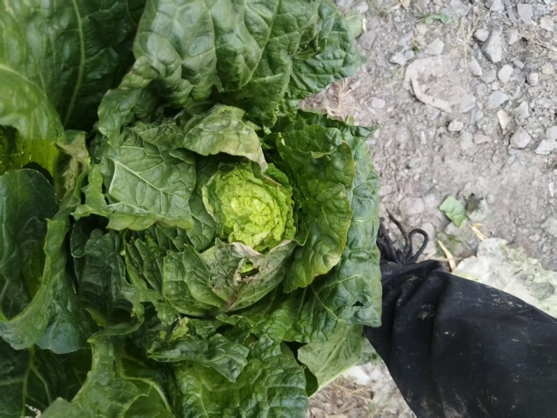 兰州红古冬储蔬菜大白菜娃娃菜大量有货，产地直供