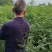 《花椒苗》大红袍花椒苗/青花椒苗/狮子头/质量三包