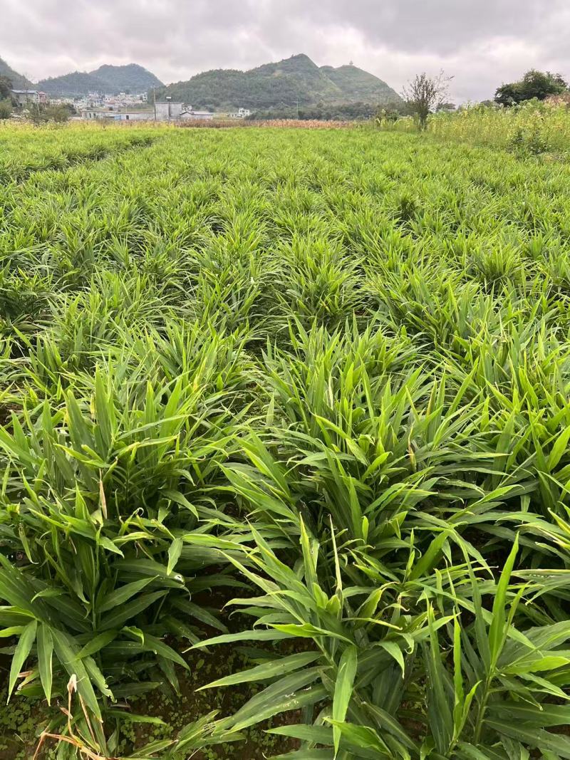 优质二黄姜生姜产地直供一手货源品质保证价格优惠欢迎来