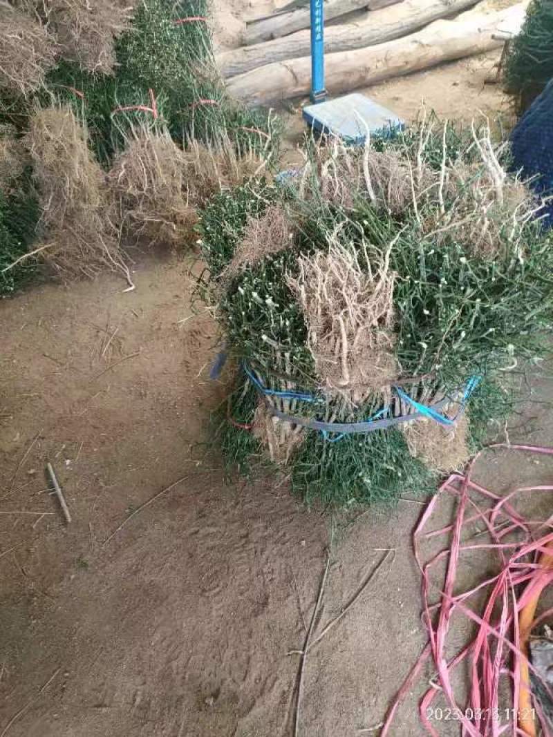 《枳壳苗》构橘苗，雀不占都有/基地直发/质量三包全国供应