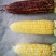 黄甜\双色鲜食玉米1000斤
